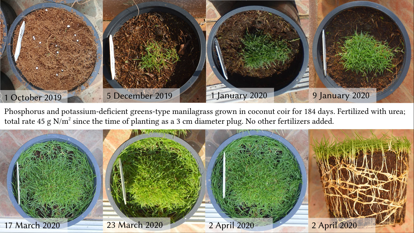sequence of photos showing greens-type manilagrass fertilized with N