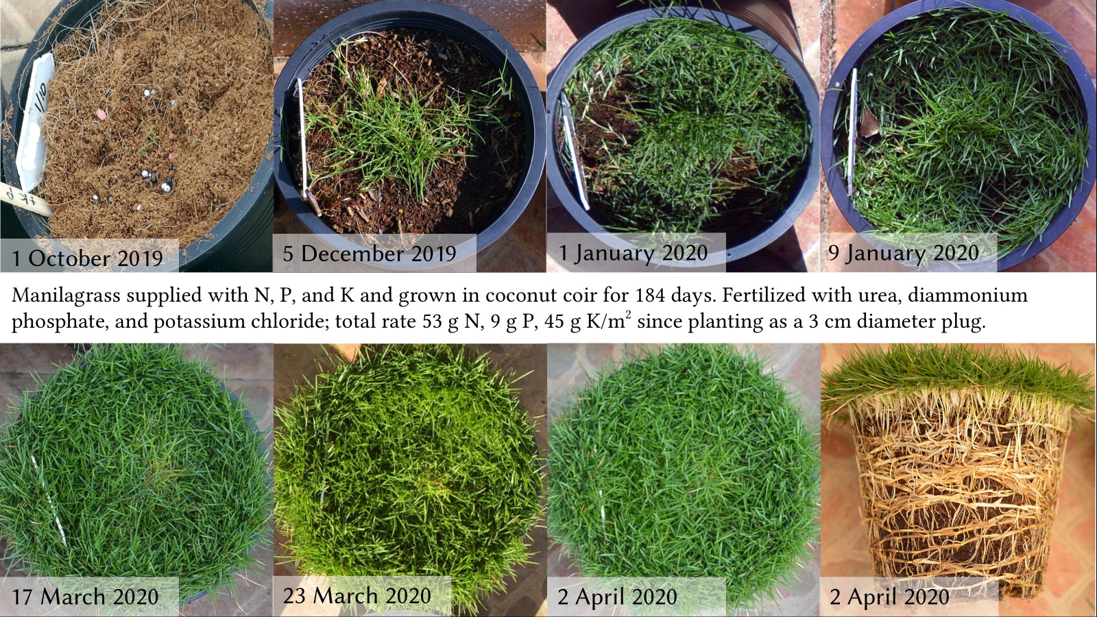 sequence of photos showing greens-type manilagrass fertilized with N, P, and K