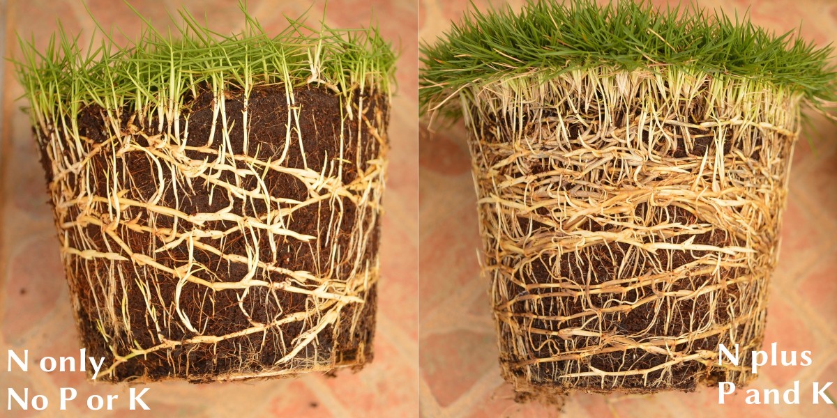 side by side pots of grass, roots from N only, and roots from N, P, and K