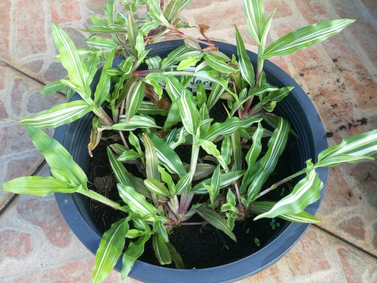 variegated tropical carpetgrass growing normally