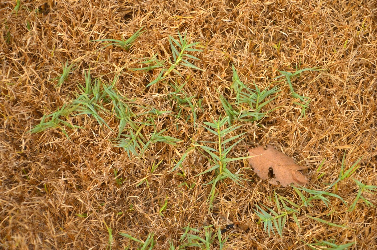 green bermudagrass in a sward of dormant manilagrass