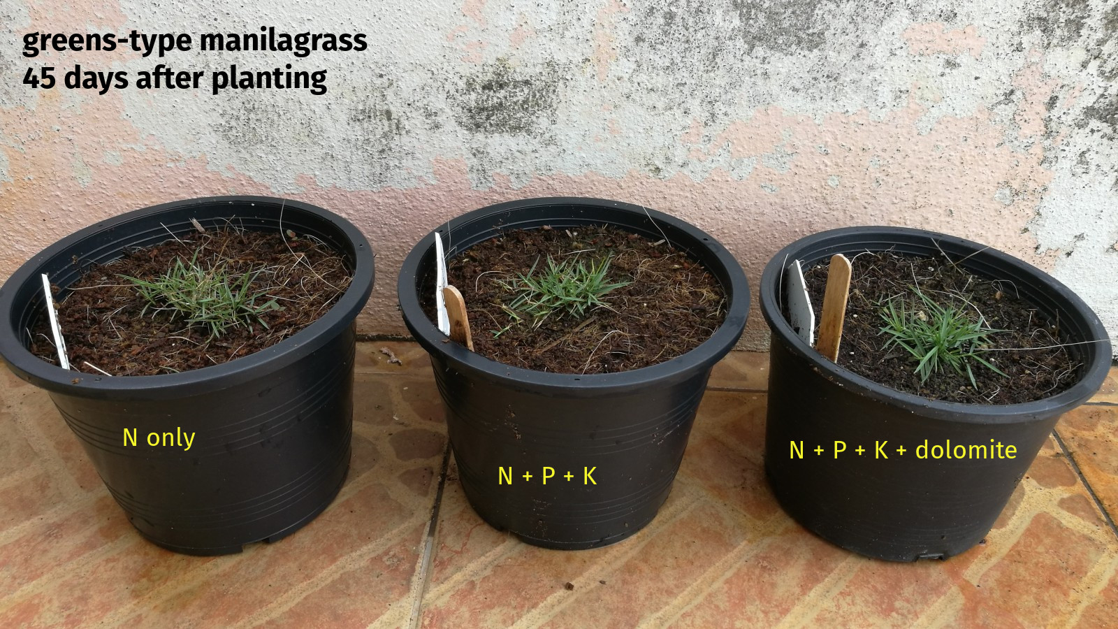 manilagrass after 45 days