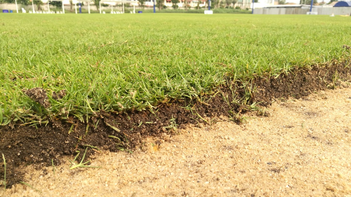 paspalum organic matter over sand on a football pitch