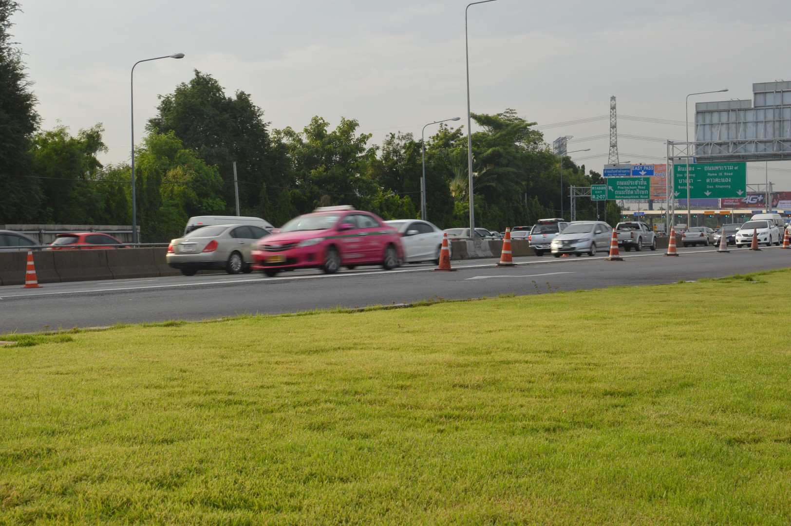 highway verge in Bangkok sodded with manilagrass