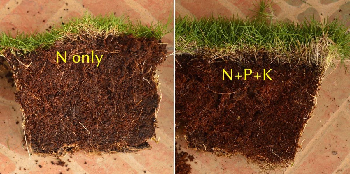 cross section of zoysia fertilized with N and with NPK