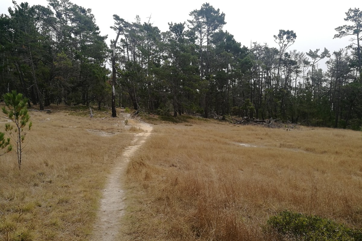 trail in Del Monte Forest