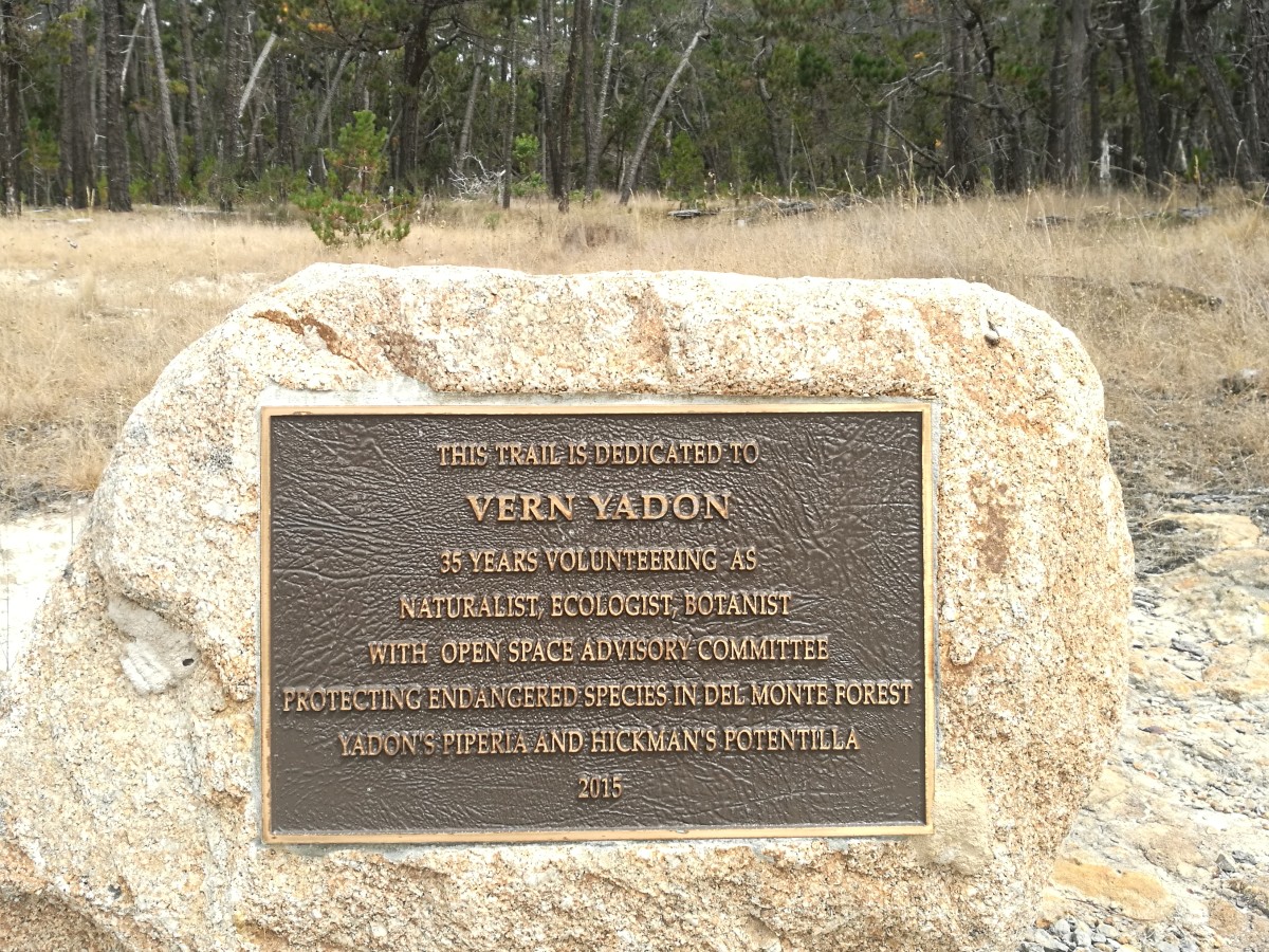yadon piperia marker
